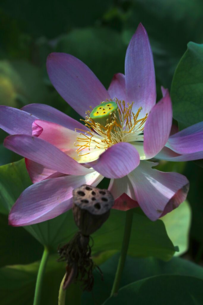 Lotus