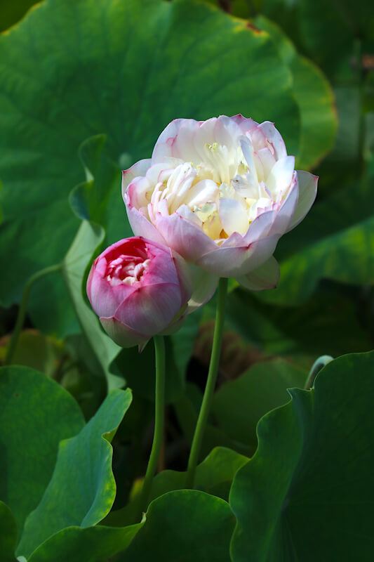 Lotus