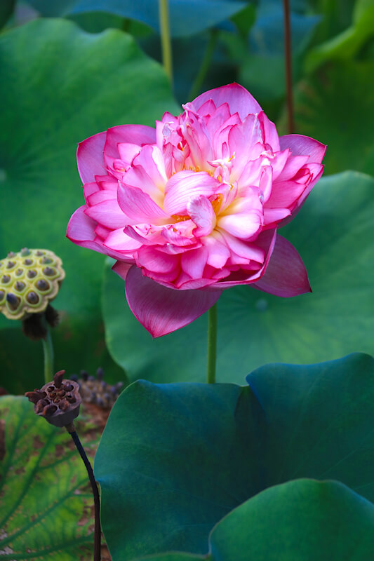 Lotus