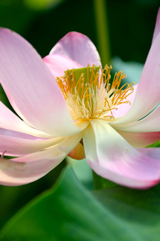 Lotus