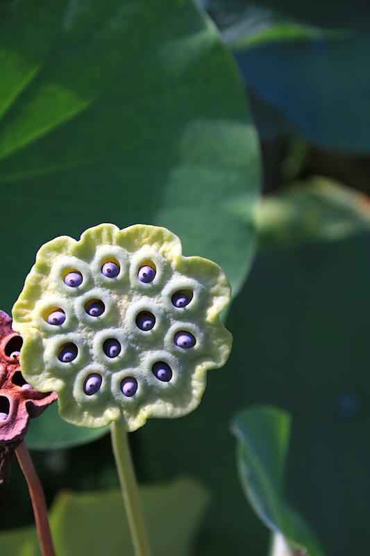 Samenstand Lotus