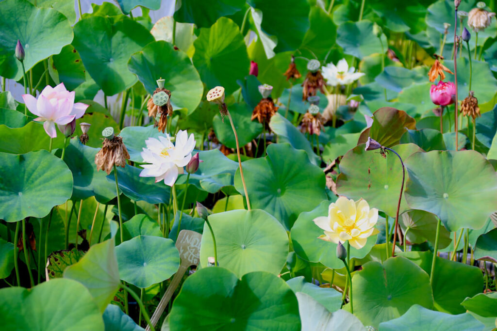 Lotus in Gruppen