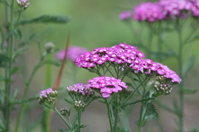 Schafgarbe Garten günstig gestalten