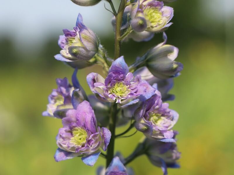 Hoher Rittersporn Blueberry pie