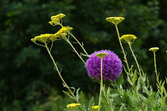 Gold-Garbe mit Kugellauch gepaart
