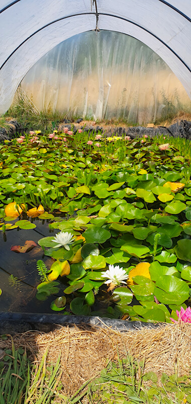 Lotus