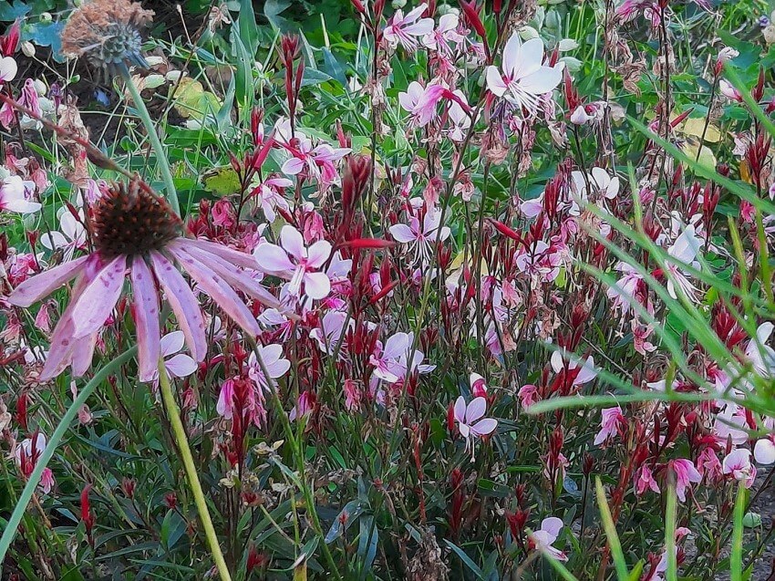 Schönste Privatgärten Deutschlands - der Garten von Maren