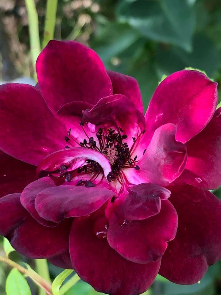 Rosen