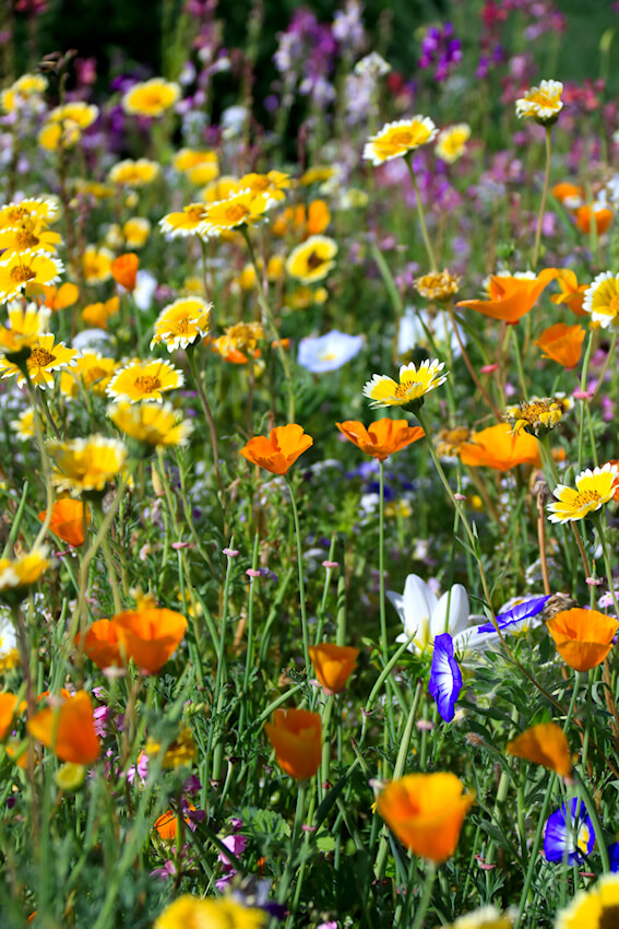 Bunte Wiese Volmary
