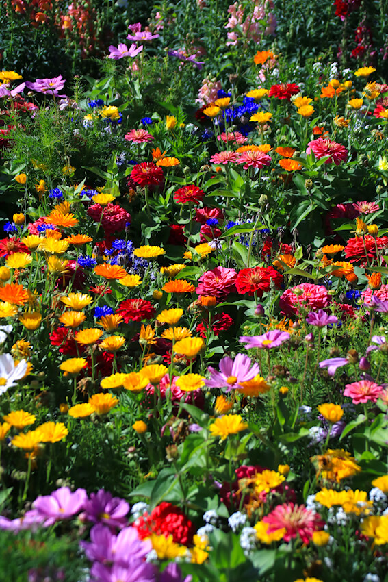 Bunte Wiese Volmary