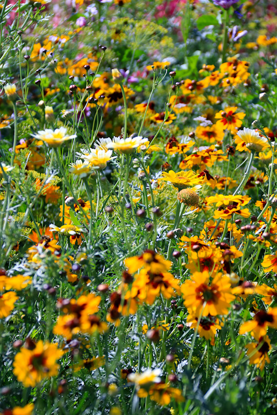 Bunte Wiese Volmary