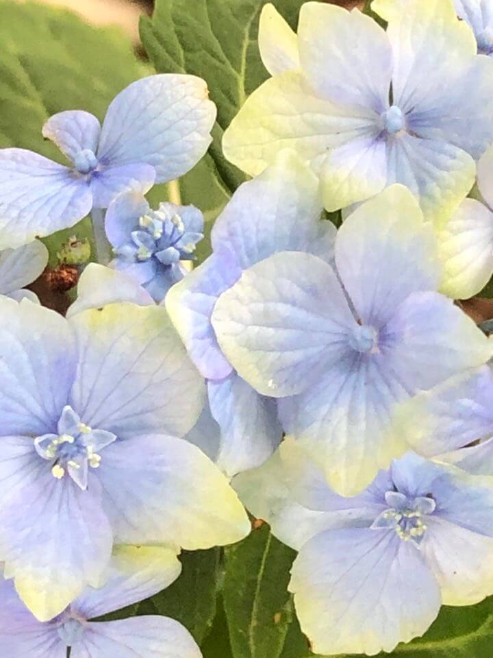 Hortensien