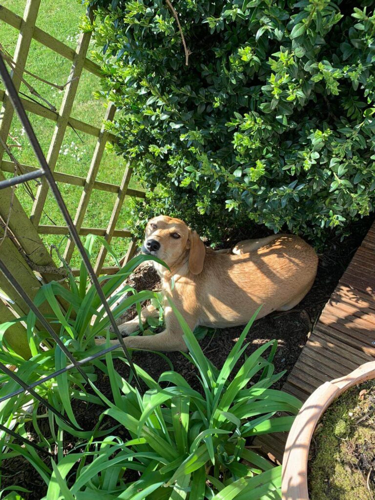Hund im Garten