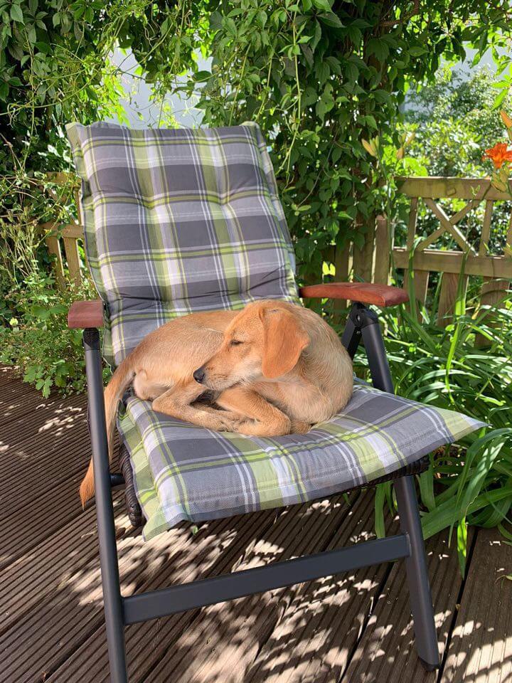 Hund im Garten