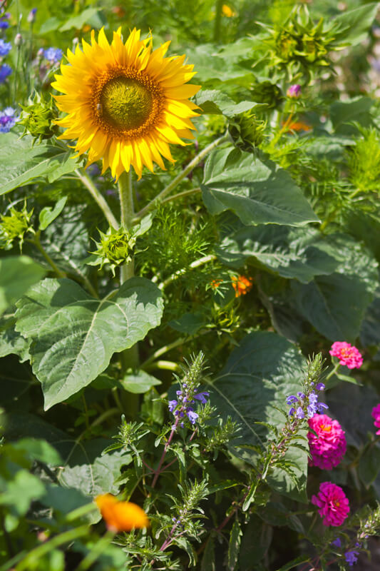 blumenwiese