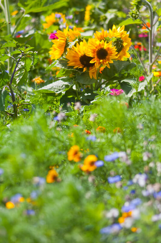 blumenwiese