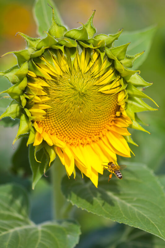 Sonnenblume
