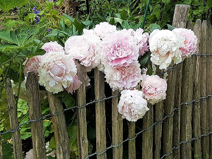 Schönste Privatgärten Deutschlands - der Garten von Maren
