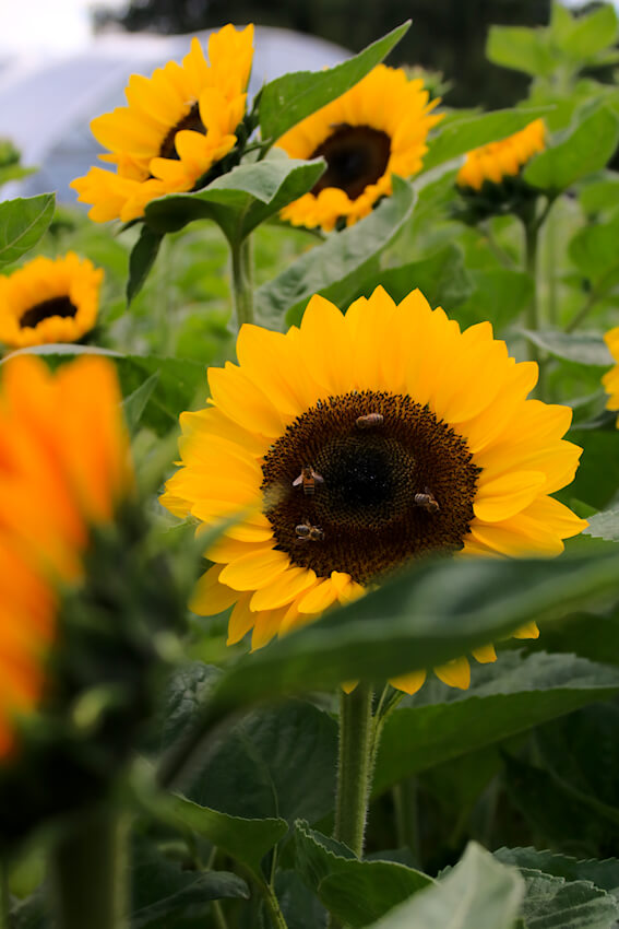 Sonnenblumen