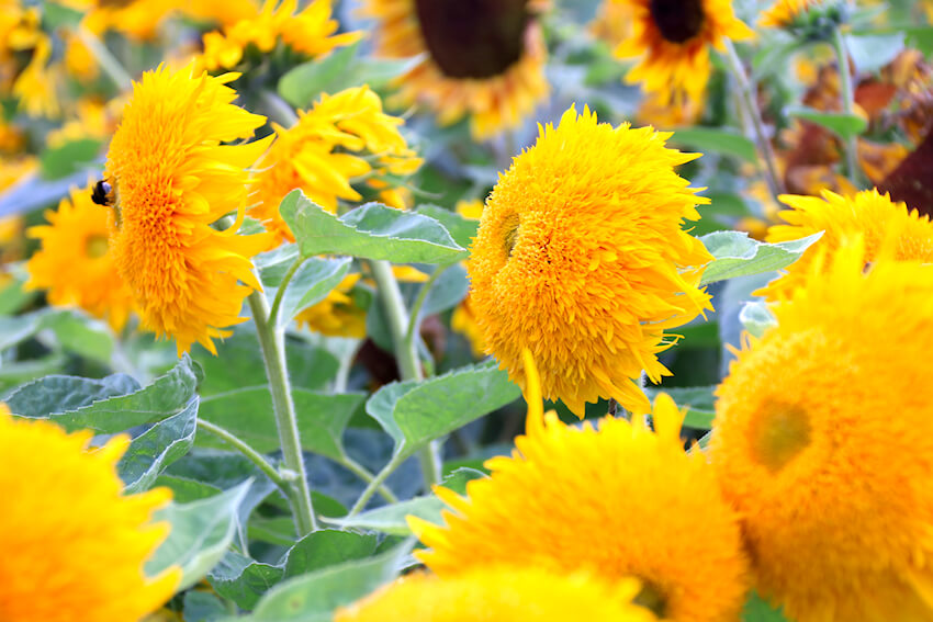 Sonnenblumen