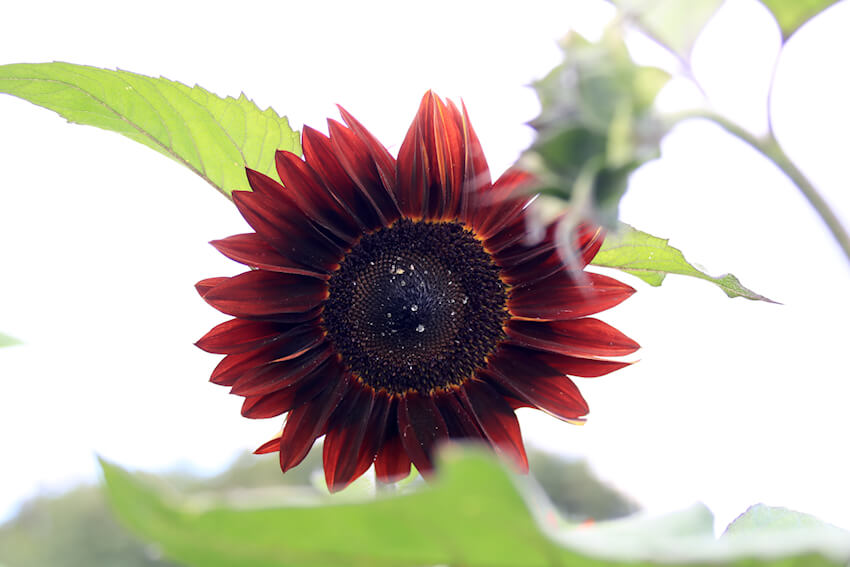 Sonnenblume Moulin Rouge