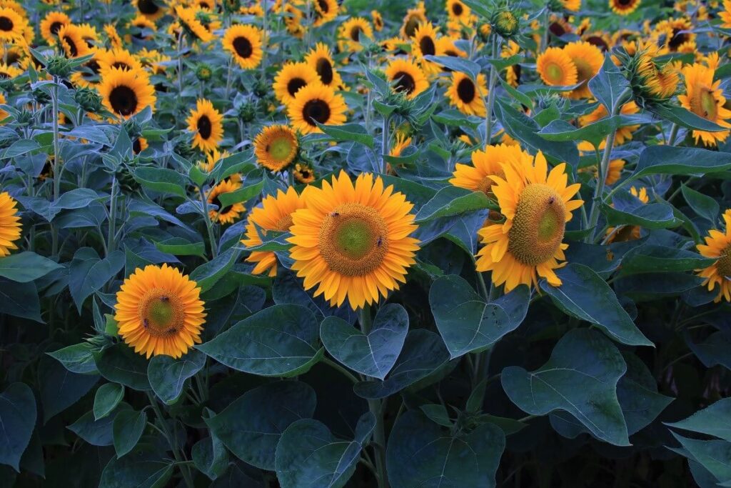 Sonnenblumen