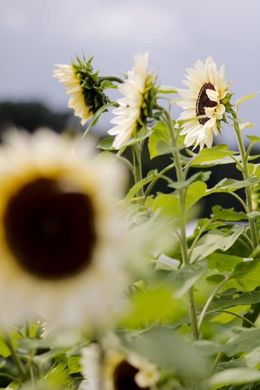 Sonnenblume
