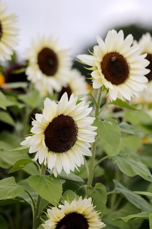 Sonnenblume