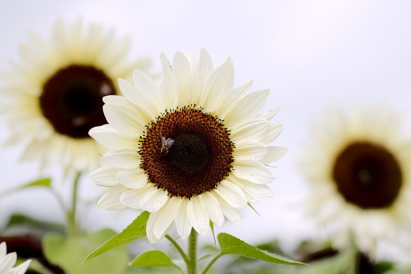 Sonnenblume