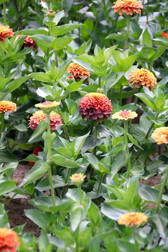 Volmary Zinnien