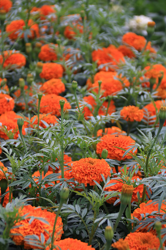 Volmary Tagetes