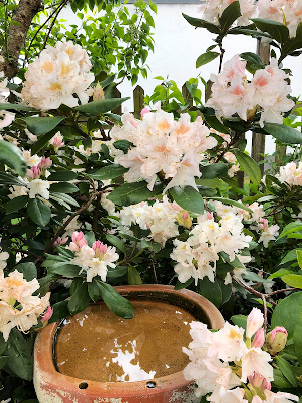 Rhododendron