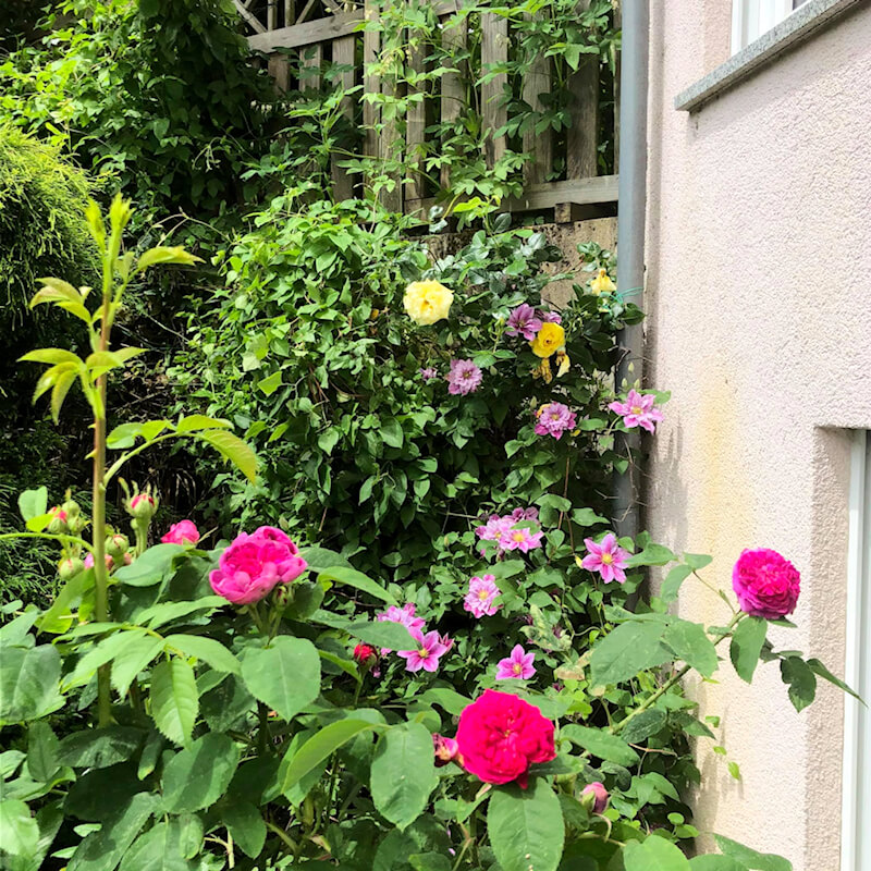 Rosen