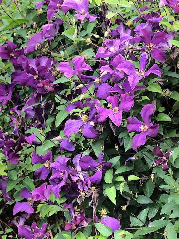 Clematis