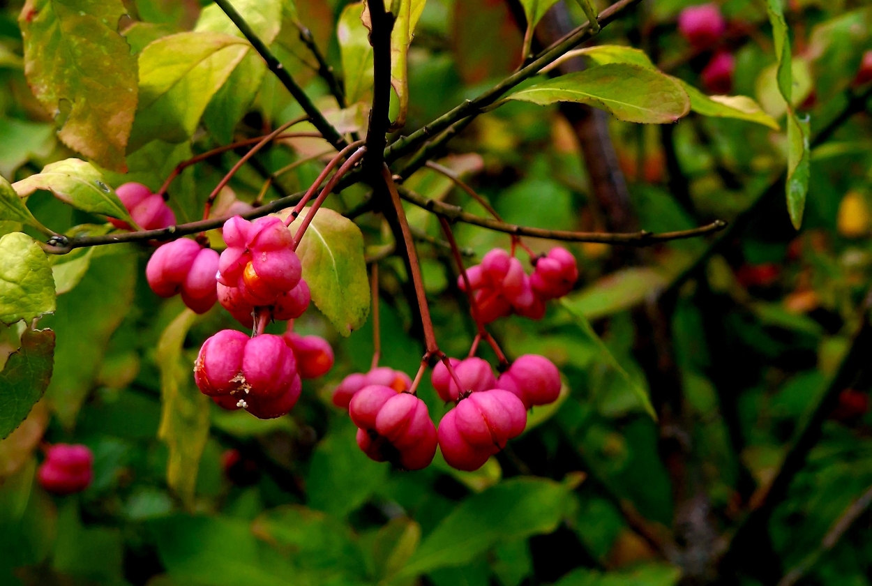 Garten mit Gehölzen gestalten