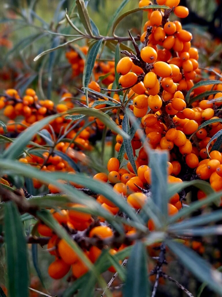 Heimische Gehölze für deinen Garten inklusive Pflanzenliste