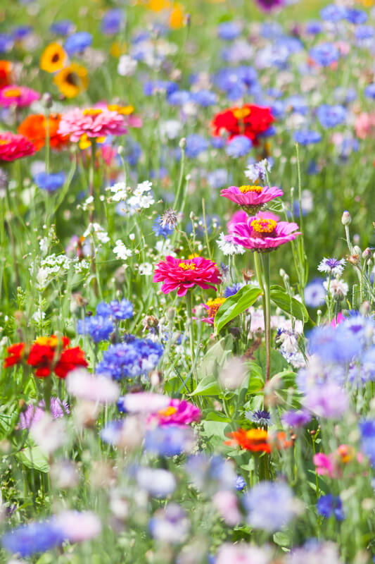 Wildblumenwiese