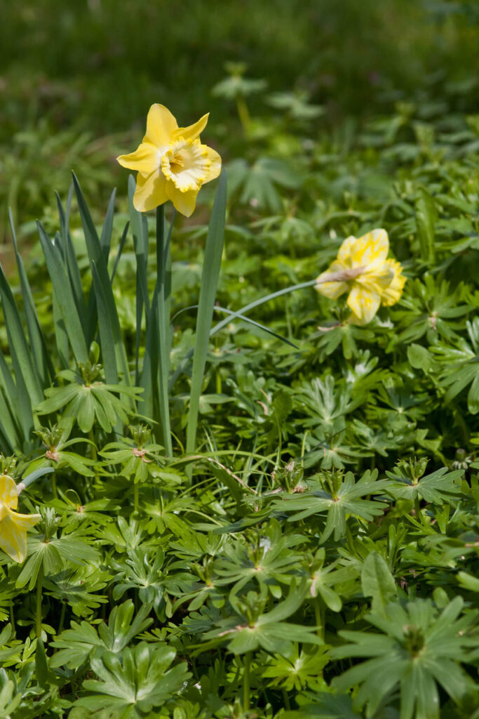 wilder Garten