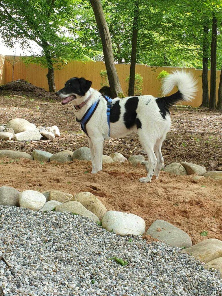 Ein Garten für Hunde
