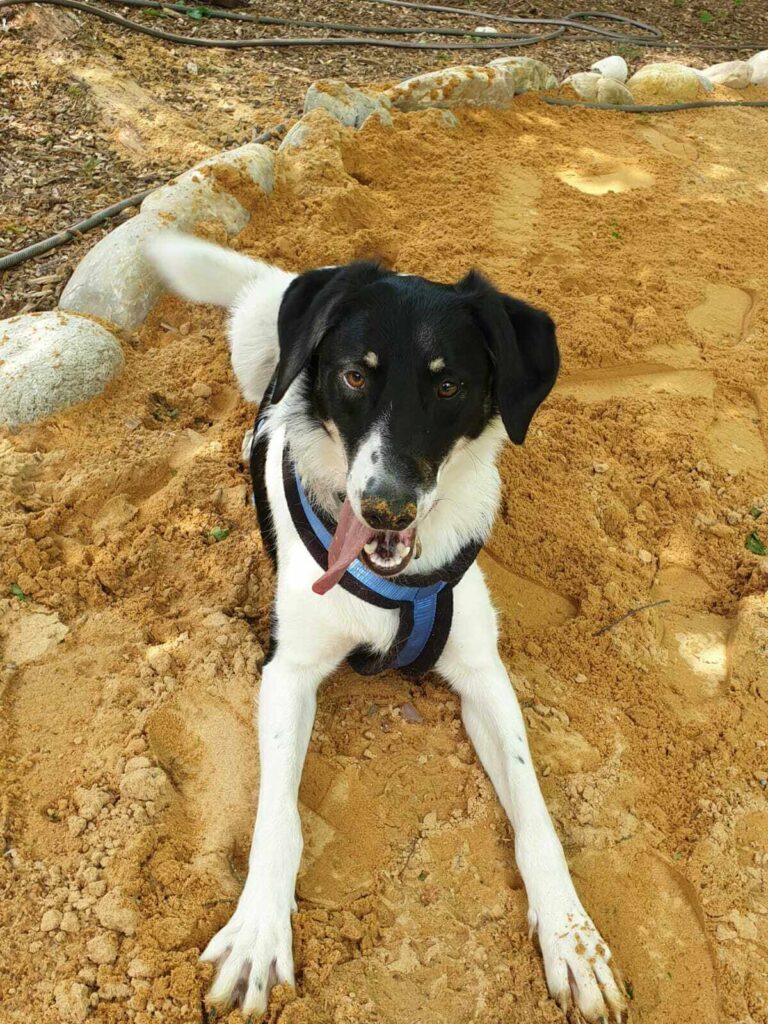 Ein Hund im kühlen Sand