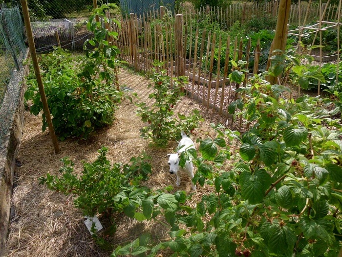Ein Garten für Hunde