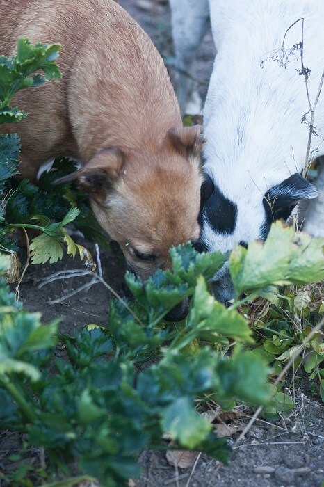 Ein Garten für Hunde