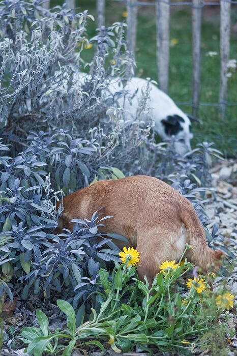 Ein Garten für Hunde