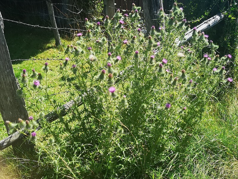 tierfreundlicher Garten