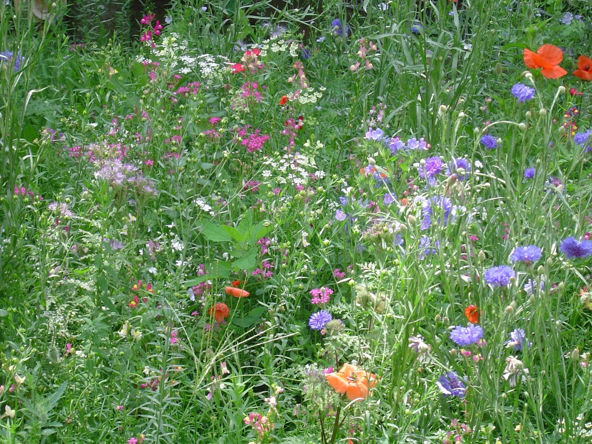 Gartenplaner werden: Wildblumenwiese