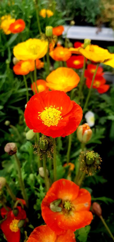 Blickpunkte im Garten
