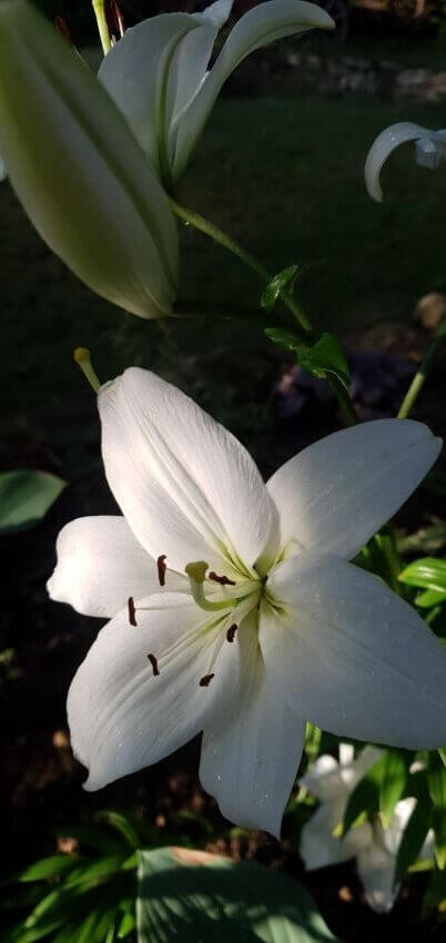 Blickpunkte im Garten