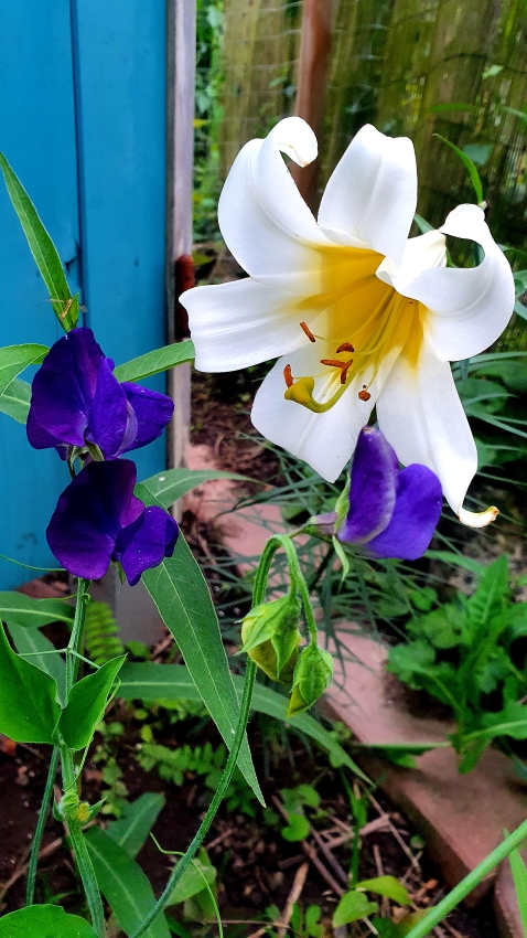 Lilien und Duftwicke