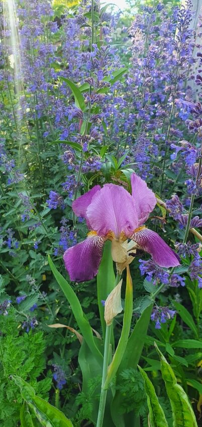 Spannung und Kontrast im Garten