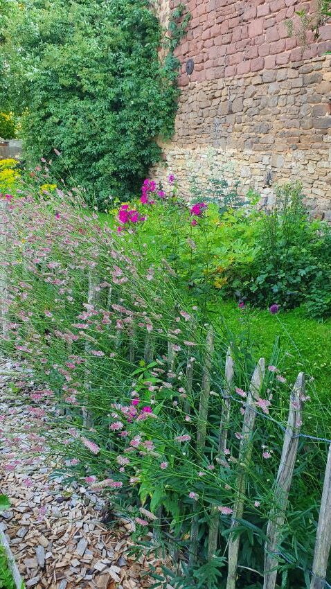 Spannung und Kontrast im Garten